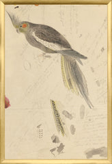 17,25 × 25,25 pouces