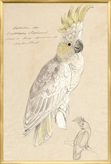 25,25 × 37,25 po