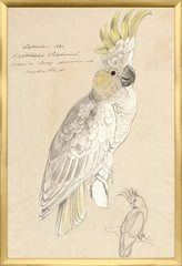 17,25 × 25,25 pouces