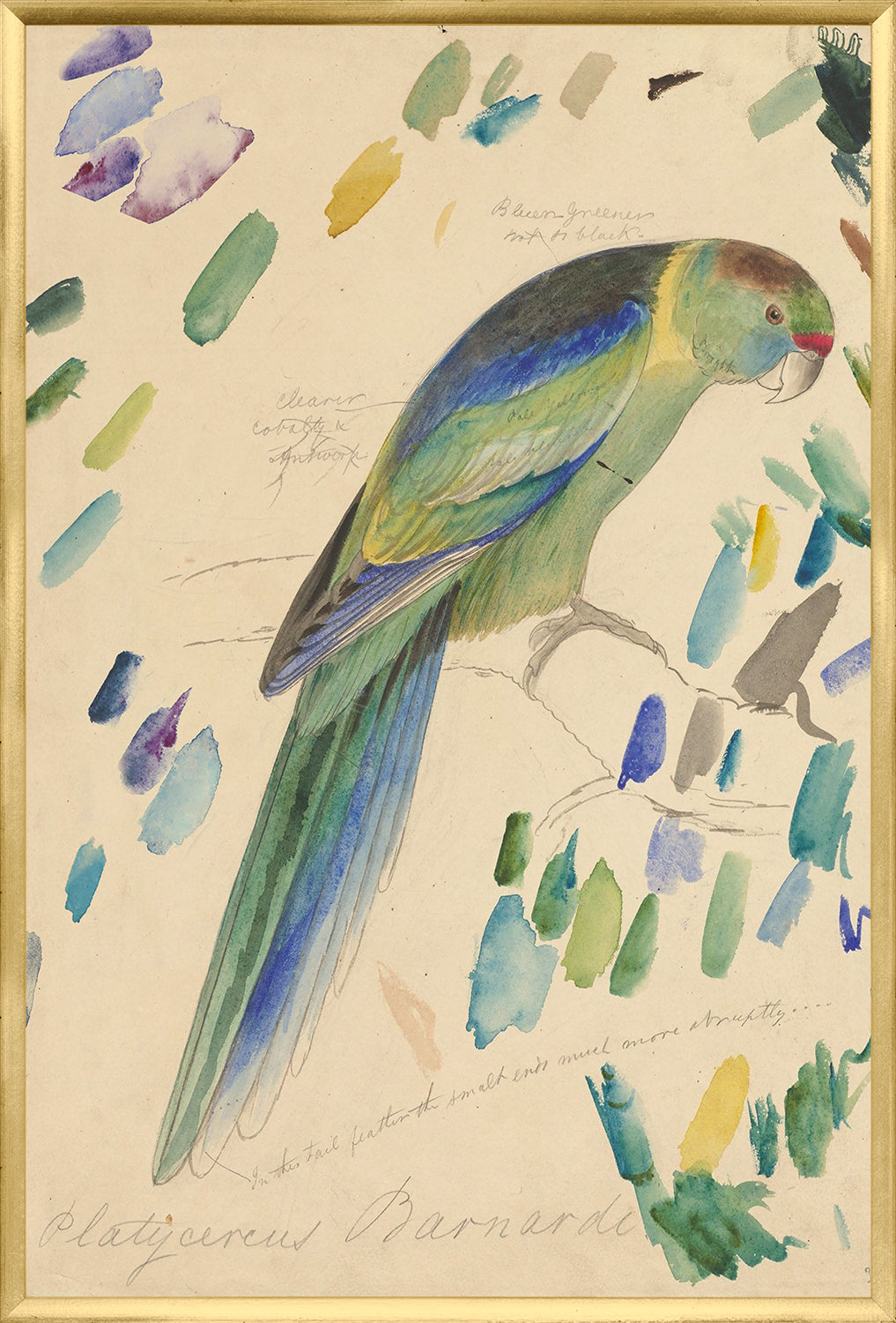 Lear – Barnard’s Parakeet — nature and landscape fine art print in cool tones at Laurie Yapp Home