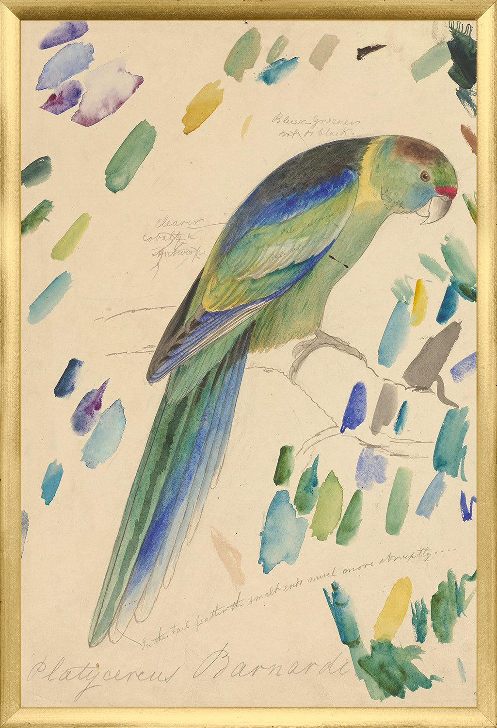 Lear Barnards Parakeet framed art print