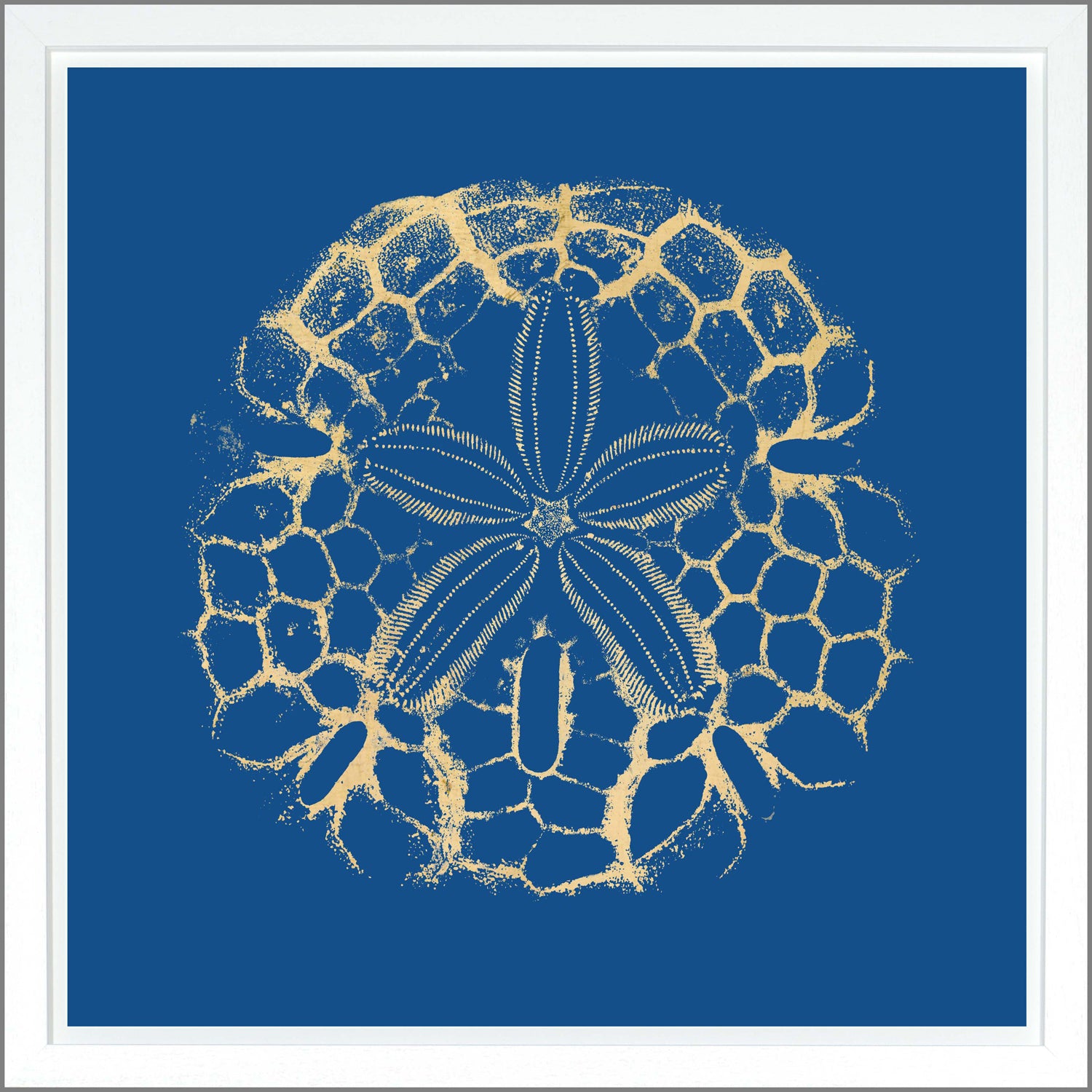 Sand Dollar — nature and landscape fine art print shown from another angle
