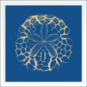 Sand Dollar — nature and landscape fine art print shown from another angle
