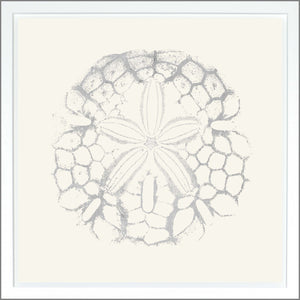 Sand Dollar — nature and landscape fine art print shown from another angle