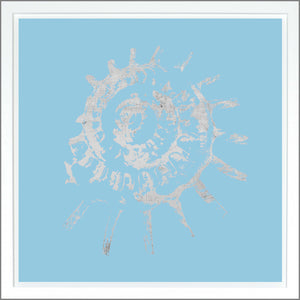 Spiral Shell — nature and landscape fine art print in cool tones at Laurie Yapp Home
