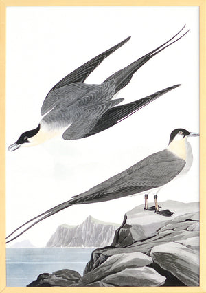 Audubon – Arctic Yager — nature and landscape fine art print in neutral tones at Laurie Yapp Home