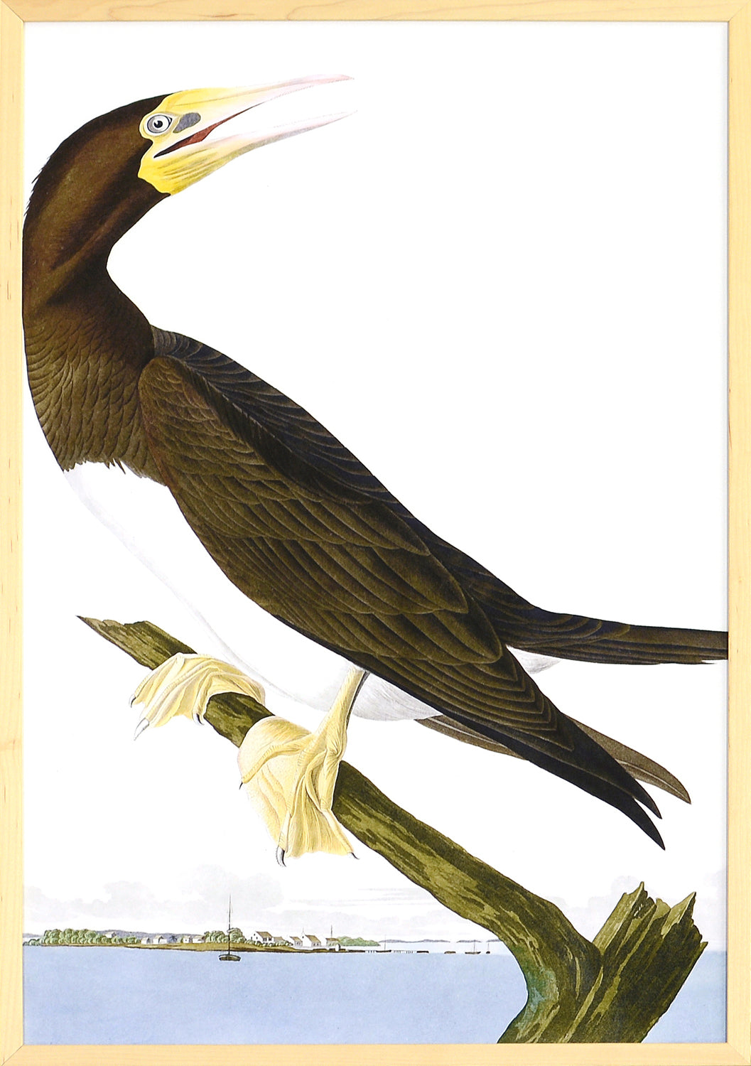 Audubon – Booby Gannet — nature and landscape fine art print in neutral tones at Laurie Yapp Home