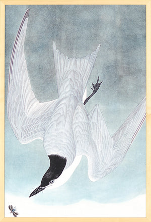 Audubon – Marsh Tern — nature and landscape fine art print in neutral tones at Laurie Yapp Home