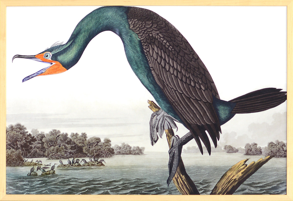 Audubon – Florida Cormorant — nature and landscape fine art print in cool tones at Laurie Yapp Home