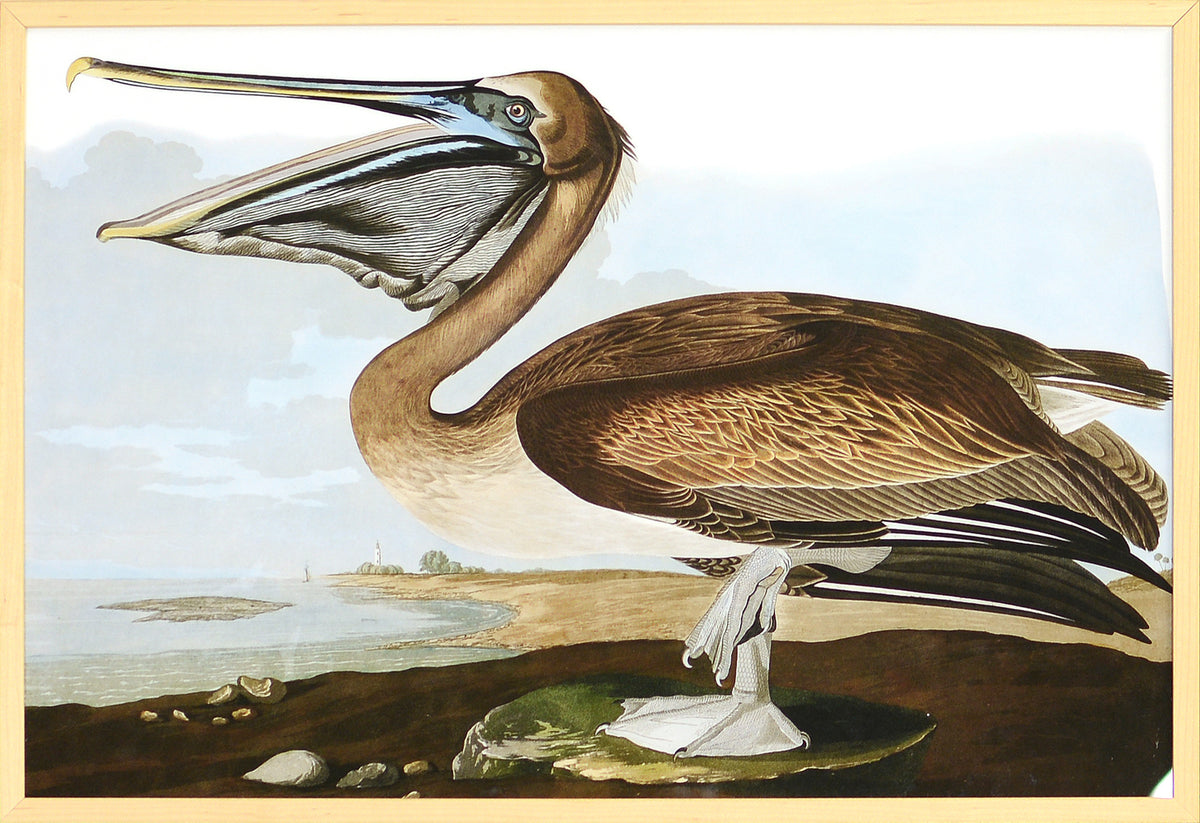 Audubon – Brown Pelican — nature and landscape fine art print in neutral tones at Laurie Yapp Home