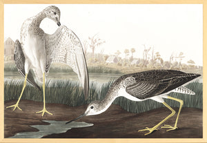 Audubon – Tell Tail Snipe — nature and landscape fine art print in neutral tones at Laurie Yapp Home
