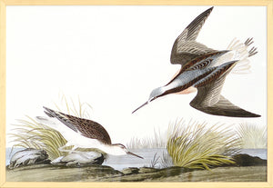 Audubon -Wilsons Phalarope — nature and landscape fine art print in neutral tones at Laurie Yapp Home