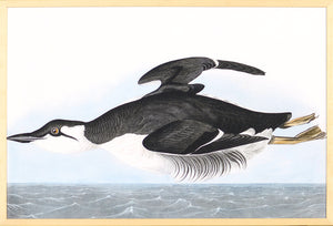 Audubon – Uria Brunnichi — nature and landscape fine art print in cool tones at Laurie Yapp Home