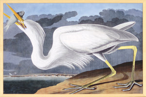 Audubon – Great White Heron — nature and landscape fine art print in cool tones at Laurie Yapp Home