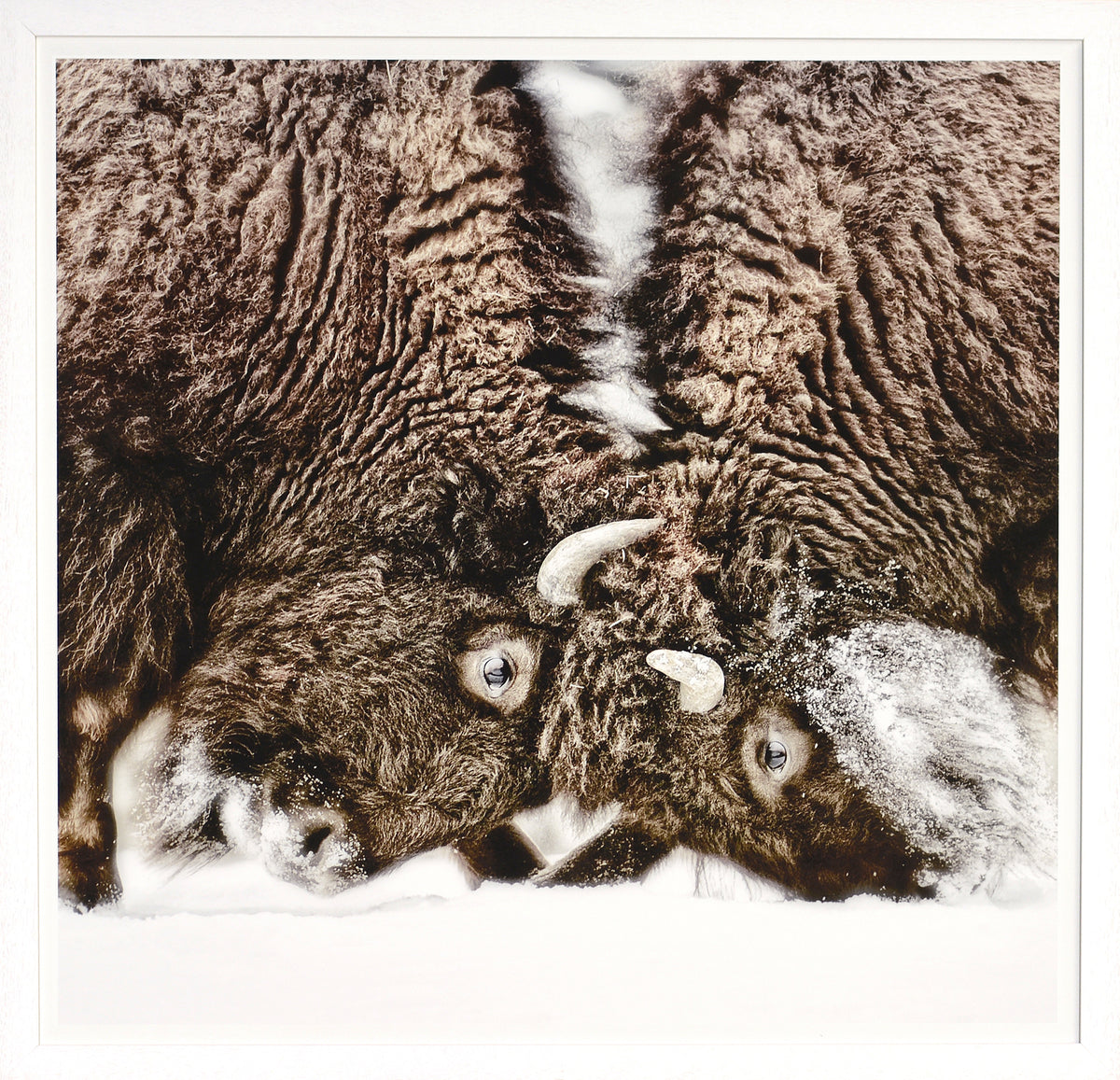 Sparring Lesson — nature and landscape fine art print in neutral tones at Laurie Yapp Home
