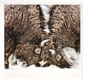 Sparring Lesson — nature and landscape fine art print in neutral tones at Laurie Yapp Home