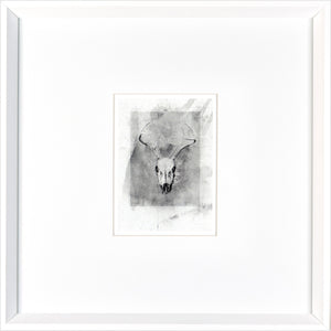 Skull — nature and landscape fine art print shown from another angle