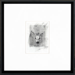 Skull — nature and landscape fine art print in neutral tones at Laurie Yapp Home