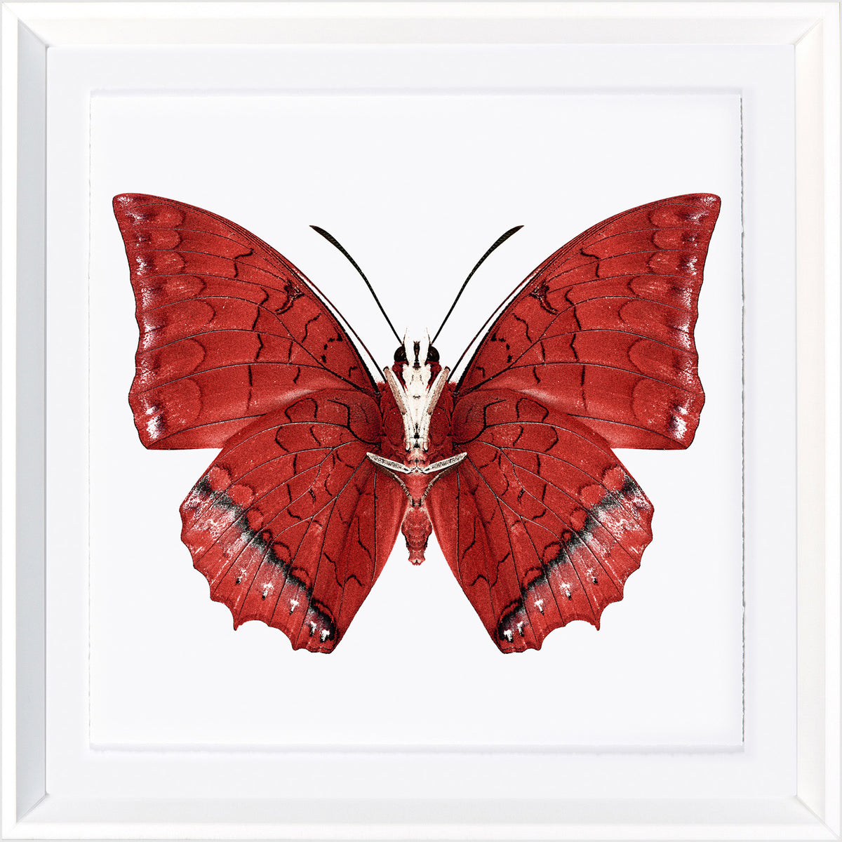 Vivid Papillons I — nature and landscape fine art print in bold primary tones at Laurie Yapp Home