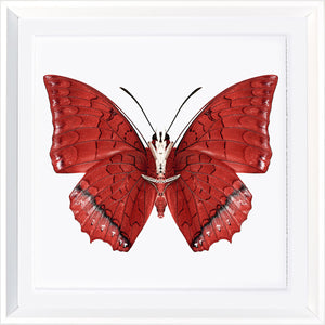 Vivid Papillons I — nature and landscape fine art print in bold primary tones at Laurie Yapp Home
