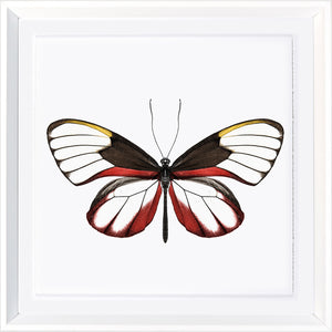 Vivid Papillons VI — nature and landscape fine art print in bold primary tones at Laurie Yapp Home