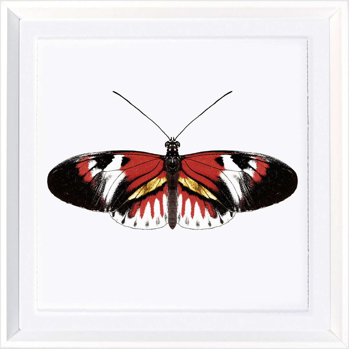 Vivid Papillons VII — nature and landscape fine art print in bold primary tones at Laurie Yapp Home