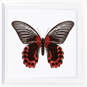 Vivid Papillons VIII — nature and landscape fine art print in neutral tones at Laurie Yapp Home