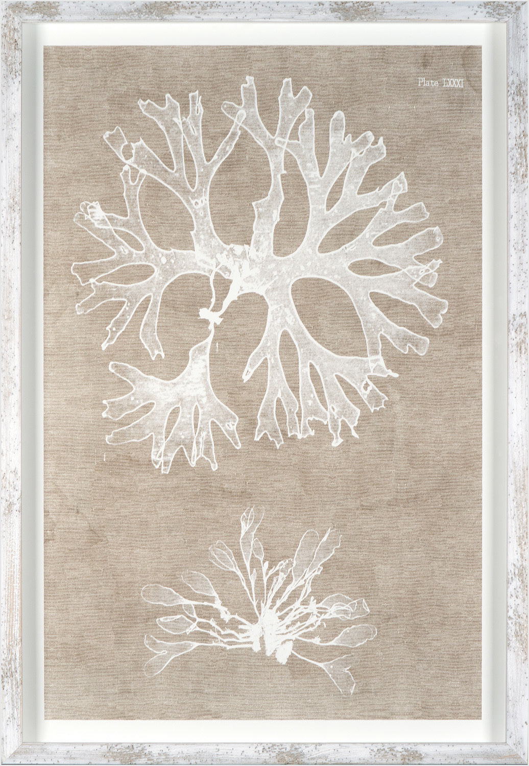 Nature Printed On Linen II wall art featuring white coral prints on a beige linen background.
