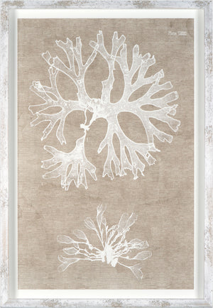 Nature Printed On Linen II wall art featuring white coral prints on a beige linen background.