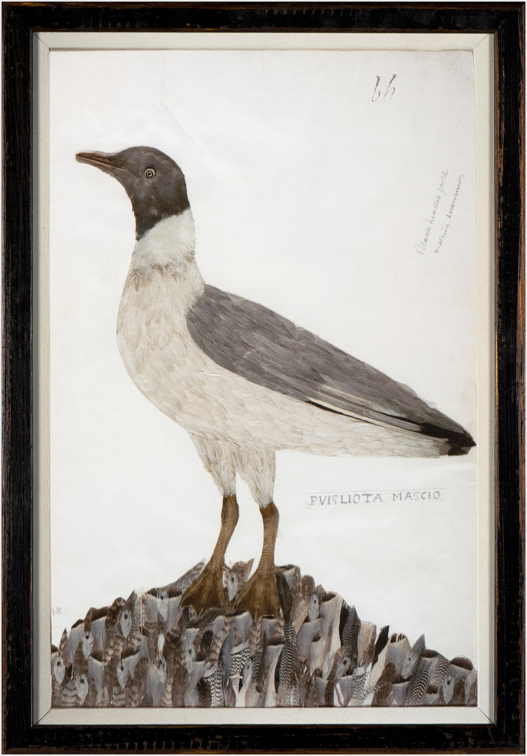 Minaggio Plate 66 — nature and landscape fine art print in neutral tones at Laurie Yapp Home