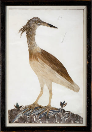 Minaggio Plate 94 — nature and landscape fine art print in neutral tones at Laurie Yapp Home