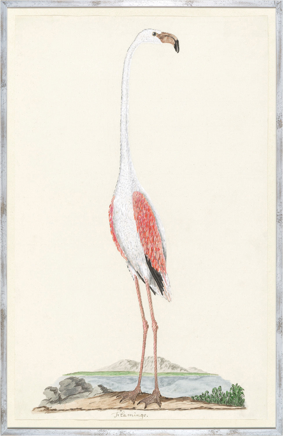 Gordons Flamingo Circa 1777 wall art featuring a tall flamingo with pink and white feathers on a neutral background.