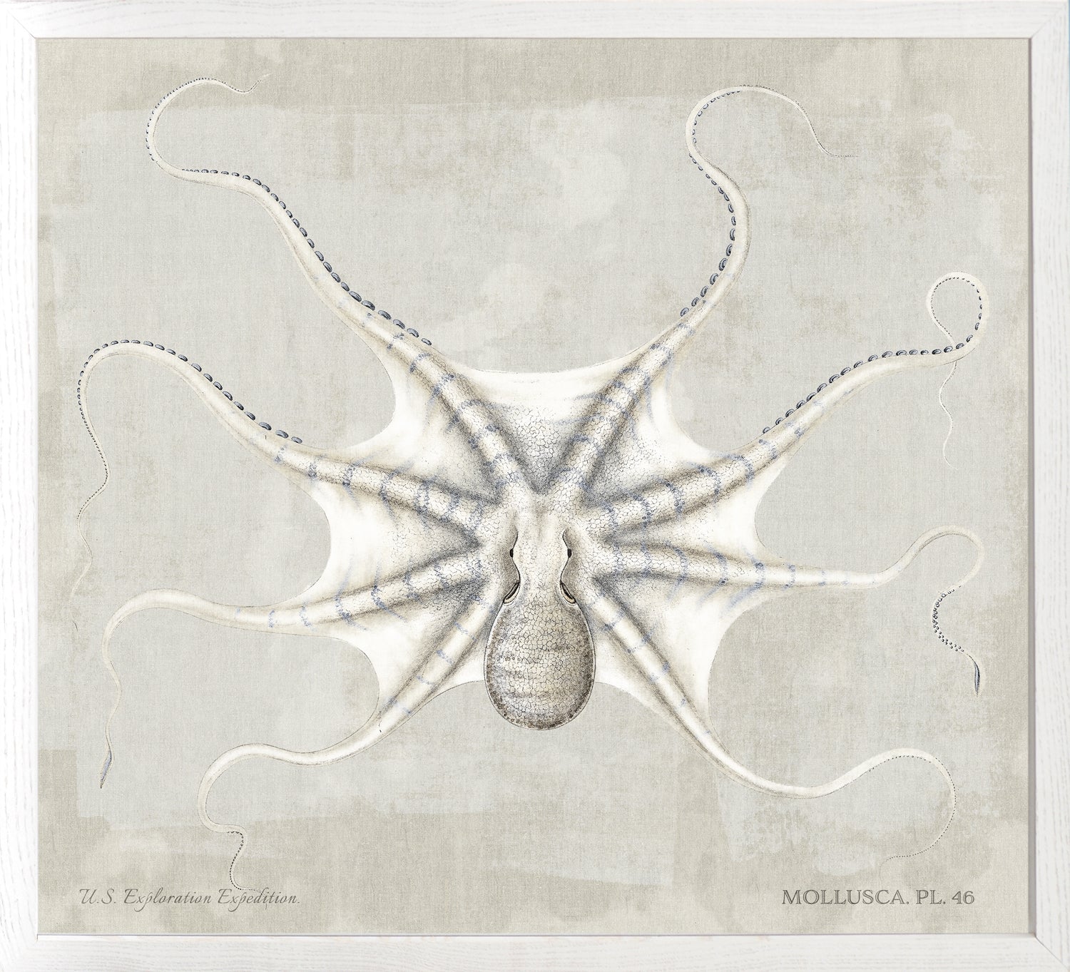 Mollusca Pl 46 — still life fine art print in neutral tones at Laurie Yapp Home