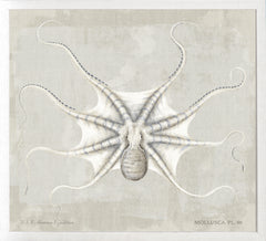 23,25 × 21,25 po