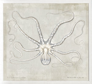 Mollusca Pl 54 — still life fine art print shown from another angle