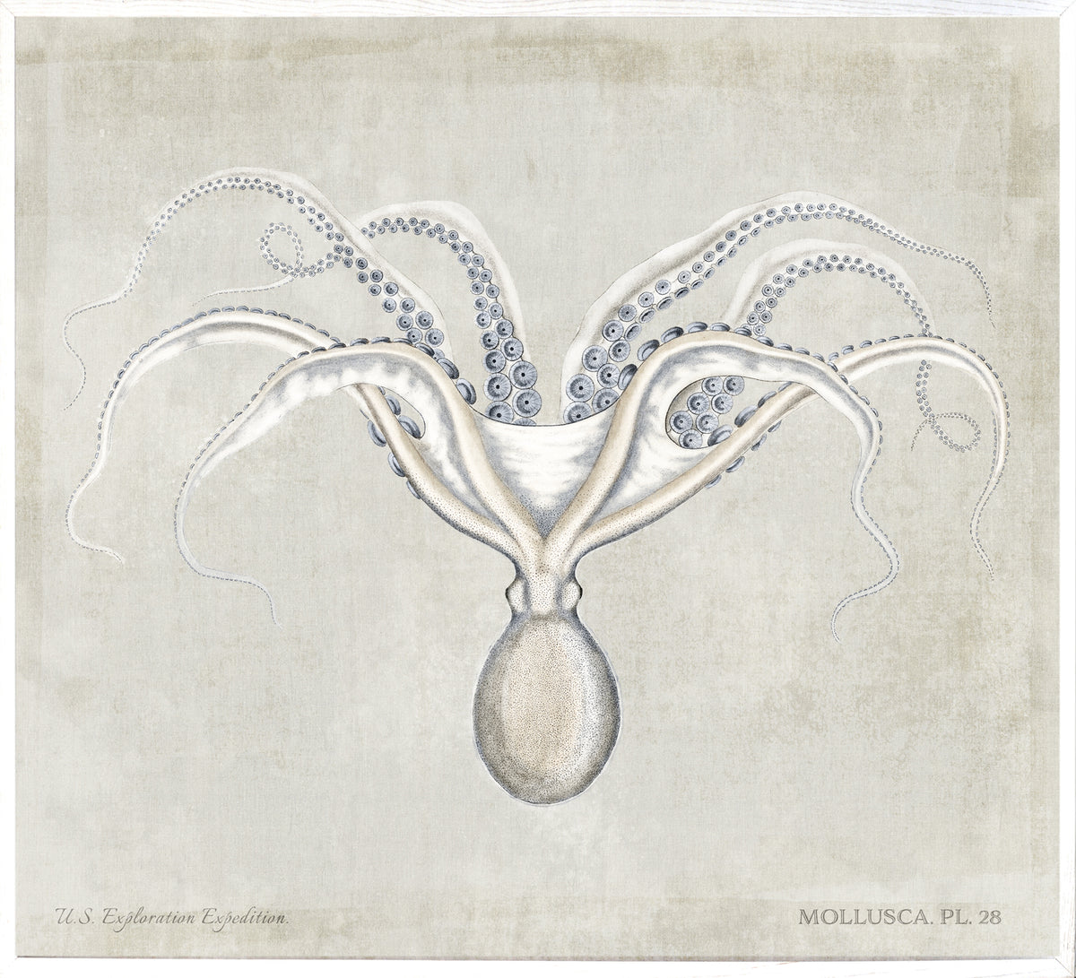 Mollusca Pl 28 wall art featuring an octopus illustration on a textured beige background.