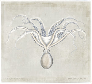 Mollusca Pl 28 wall art featuring an octopus illustration on a textured beige background.