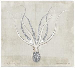 Mollusca Pl 32 — still life fine art print shown from another angle
