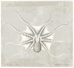 45,25 × 41,25 po