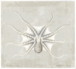 Mollusca Pl 46 wall art featuring a detailed illustration of an octopus on a light background.