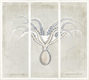 Mollusca Pl 28 — still life fine art print in neutral tones at Laurie Yapp Home