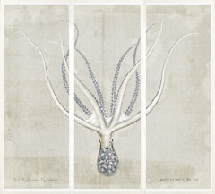 56,25 × 64,75 po