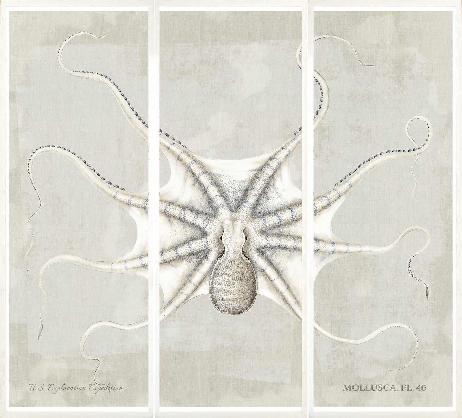 Mollusca Pl 46 — still life fine art print shown from another angle