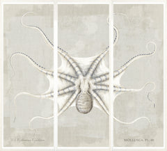 56,25 × 64,75 po