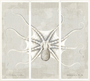 Mollusca Pl 46 — still life fine art print shown from another angle