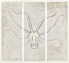 56,25 × 64,75 po
