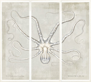 Mollusca Pl 54 wall art featuring a detailed octopus illustration on a textured beige background.