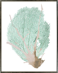 31 × 38 po