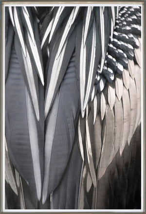 Anhinga Feather – Detail wall art