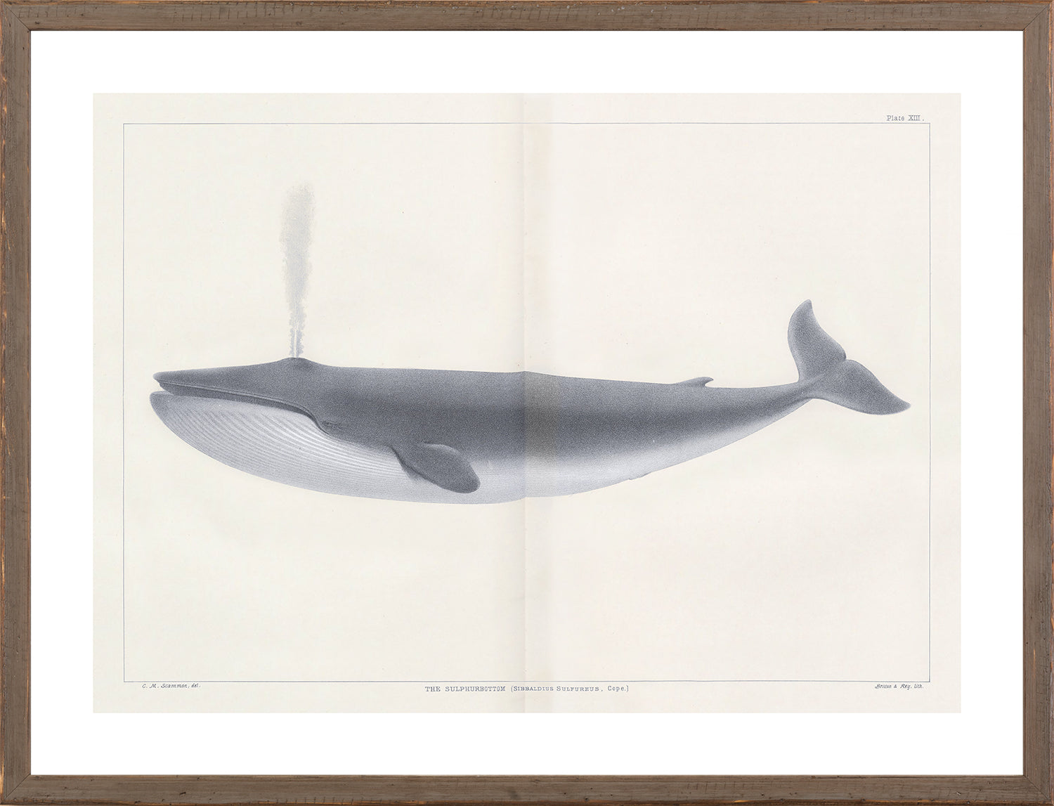Vintage Whale Trio I (I-III) Bundle